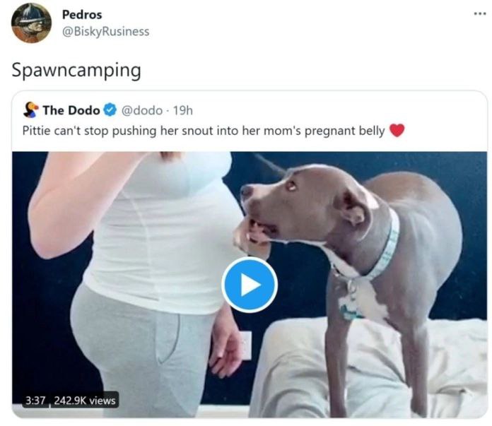 Pedros BiskyRusine: Spawncamping The Dodo оао Pittie can't stop pushing her snout into her mom's pregnant belly