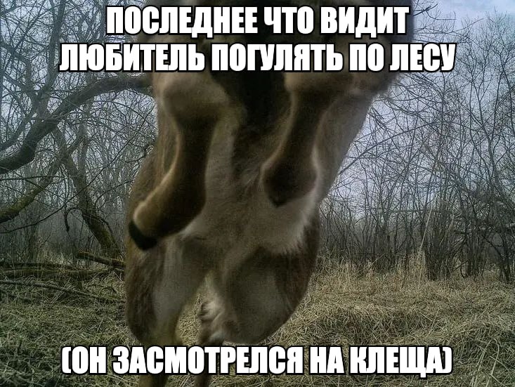 beta a ПОСЛЕДНЕЕ ЧТО ВИДИТ ЛЮБИТЕЛЬ ПОГУЛЯТЬ ПО ЛЕСУ is a i ЗАСМОТРЕЛСЯ НА КЛЕЩА)