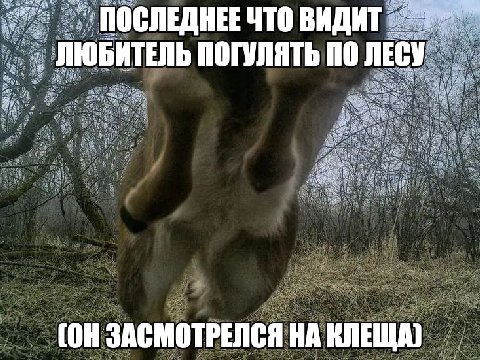 beta a ПОСЛЕДНЕЕ ЧТО ВИДИТ ЛЮБИТЕЛЬ ПОГУЛЯТЬ ПО ЛЕСУ is a i ЗАСМОТРЕЛСЯ НА КЛЕЩА)
