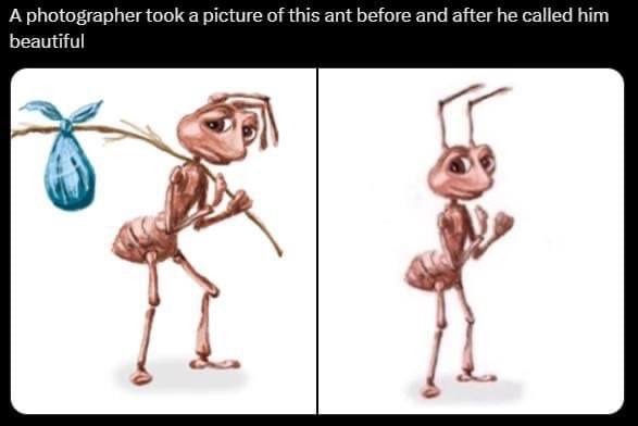 A photographer took a picture of this ant before and after he called him beautiful