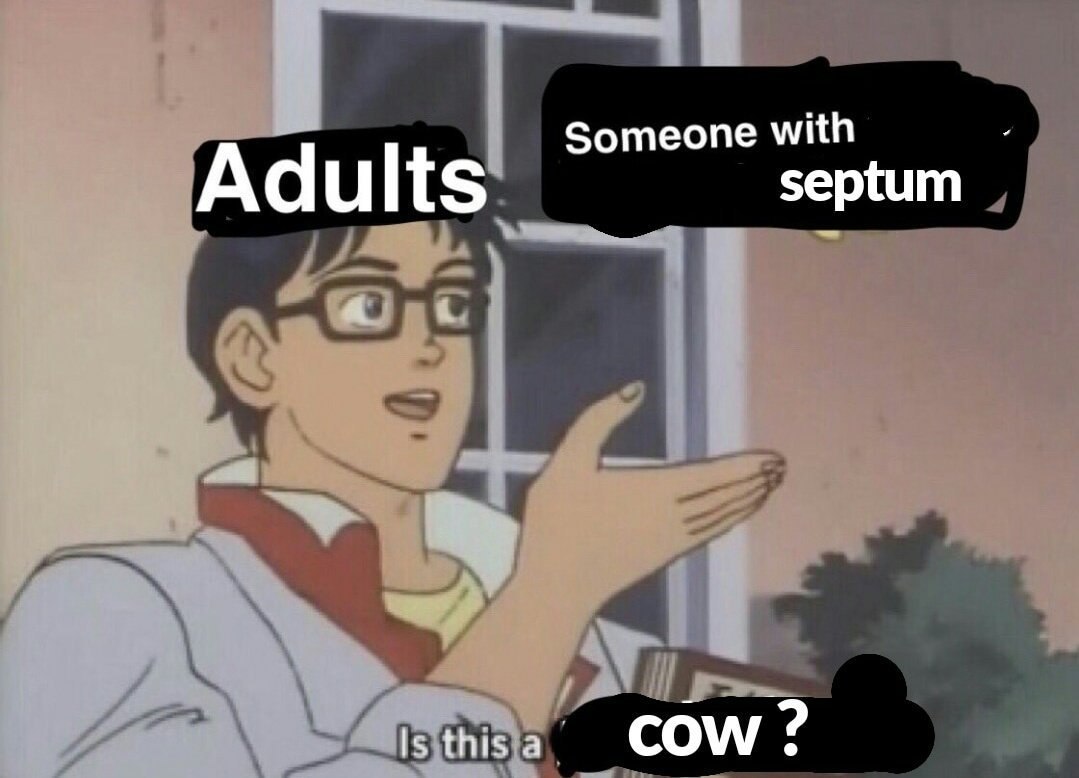 Someone with Adults septum cow