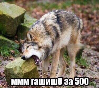 MMM ташише за 500