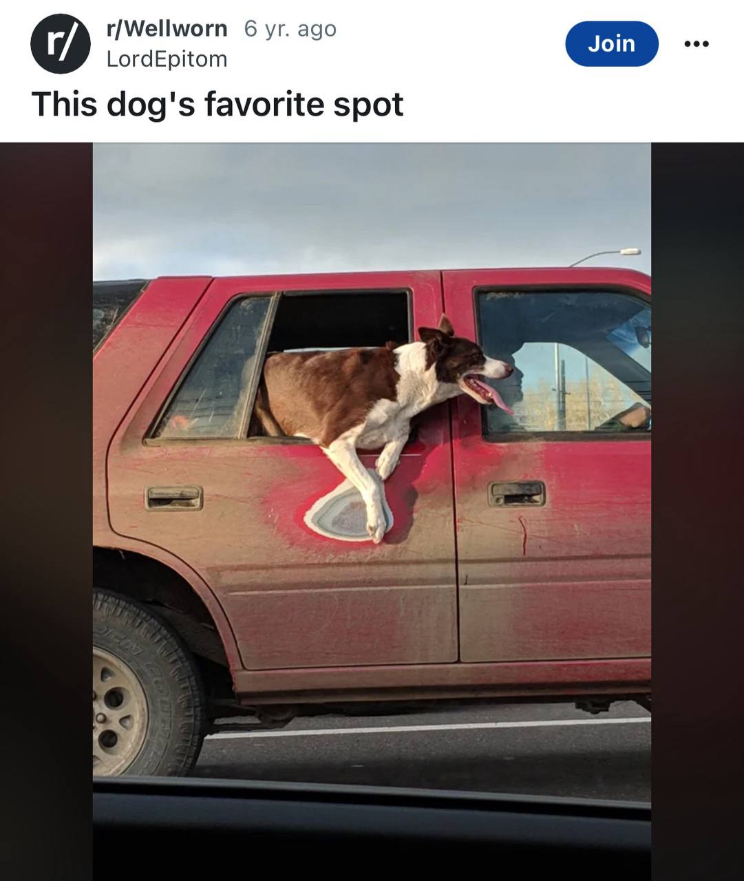 r/Wellworn 6 ago LordEpitom This dog's favorite spot