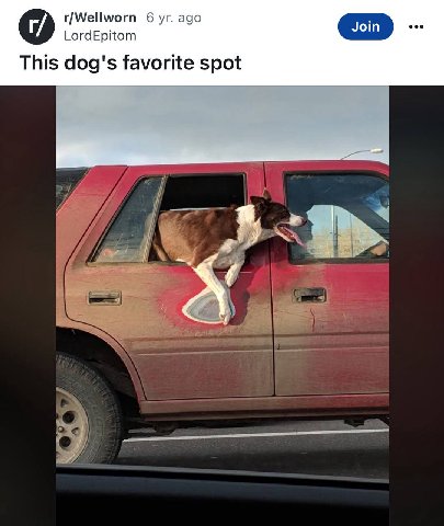 r/Wellworn 6 ago LordEpitom This dog's favorite spot
