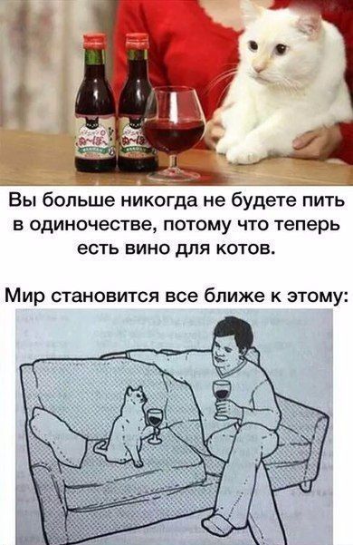 Вы больше никогда не будете пить в одиночестве, потому что теперь есть вино для котов. Мир становится все ближе к этому: