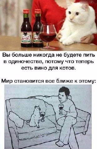 Вы больше никогда не будете пить в одиночестве, потому что теперь есть вино для котов. Мир становится все ближе к этому: