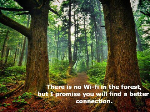 4 There is no Wi-fi in the forest, but I promise you will find a better connection.