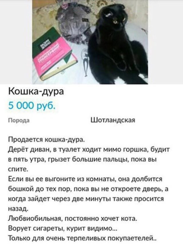 44 у Кошка-дура 5 000 руб. Порода Шотландская Продается кошка-дура. Дерёт диван, в туалет ходит мимо горшка, будит в пять утра, грызет большие пальцы, пока вы спите. Если вы ее выгоните из комнаты, он