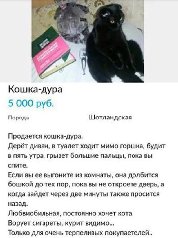 44 у Кошка-дура 5 000 руб. Порода Шотландская Продается кошка-дура. Дерёт диван, в туалет ходит мимо горшка, будит в пять утра, грызет большие пальцы, пока вы спите. Если вы ее выгоните из комнаты, он