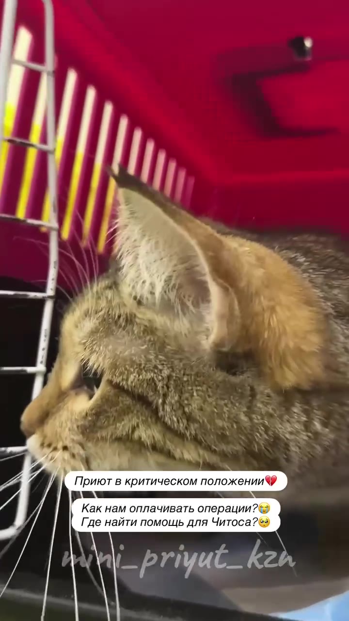Наверное в ТАКОМ критическом положении приют и правда никогда не был. 

СНОС приюта через 3 дня. 
40 собак девать НЕКУДА 😭
Приют в ожидании малюсенькой отсрочки, но пока не дают никакого ответа.

Одно