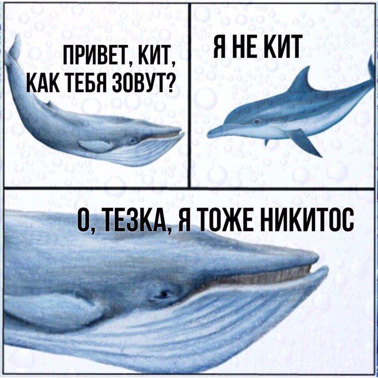 ПРИВЕТ, КИТ, ТЕБЯ ЗОВУТ? ОЖЕНИКИТОС a