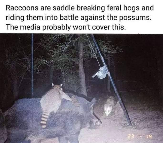 Raccoons are saddle breaking feral hogs and riding them into battle against the possums. The media probably won't cover this.