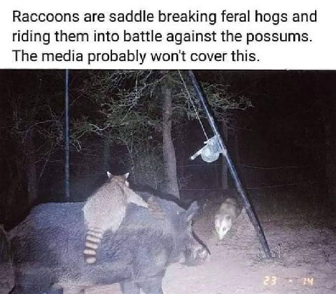 Raccoons are saddle breaking feral hogs and riding them into battle against the possums. The media probably won't cover this.