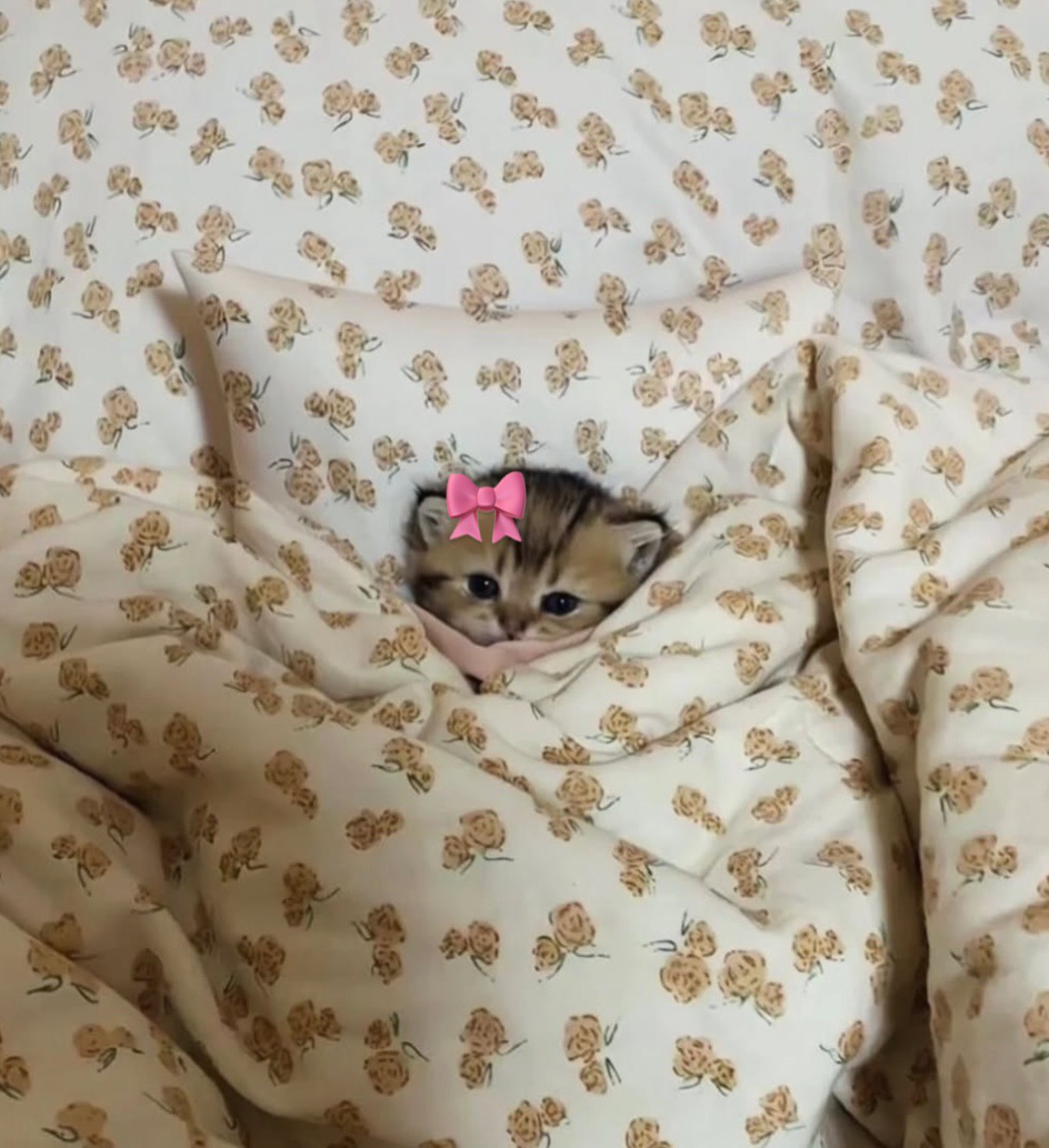 гн