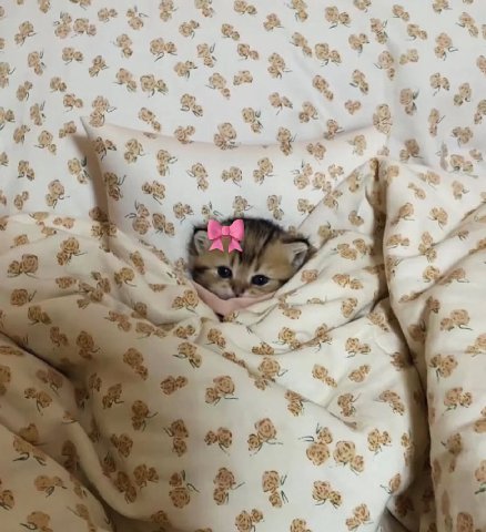 гн