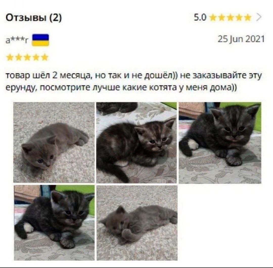 Отзывы (2) 5.0 25 Jun 2021 товар шёл 2 месяца, но так и не дошёл)) не заказывайте эту ерунду, посмотрите лучше какие котята у меня дома)) у. 2 lend elt в. а