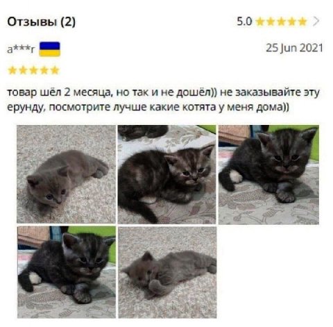 Отзывы (2) 5.0 25 Jun 2021 товар шёл 2 месяца, но так и не дошёл)) не заказывайте эту ерунду, посмотрите лучше какие котята у меня дома)) у. 2 lend elt в. а