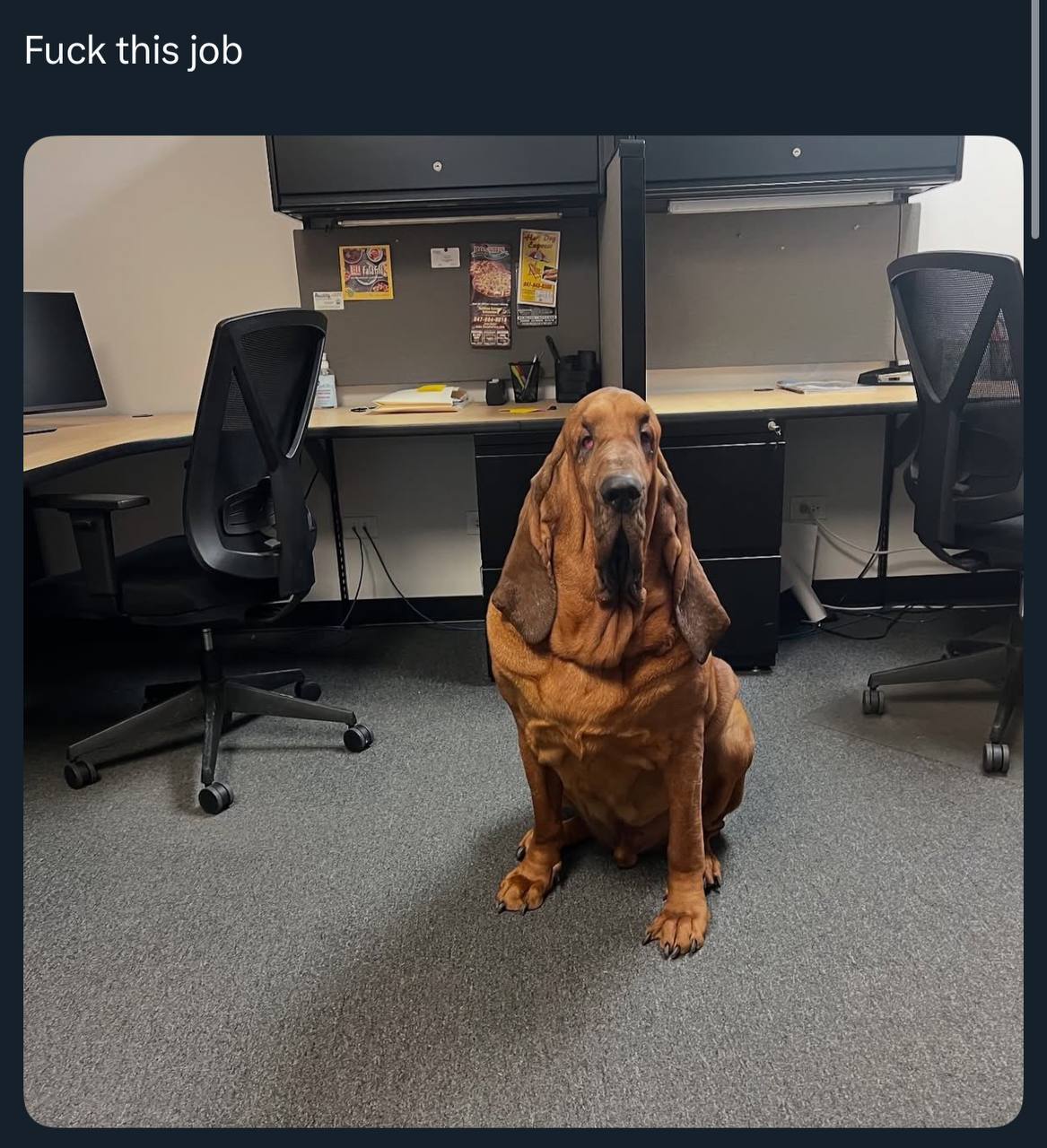 Fuck this job