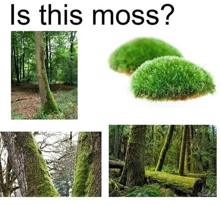 Is this moss? A ME