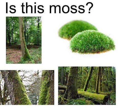 Is this moss? A ME