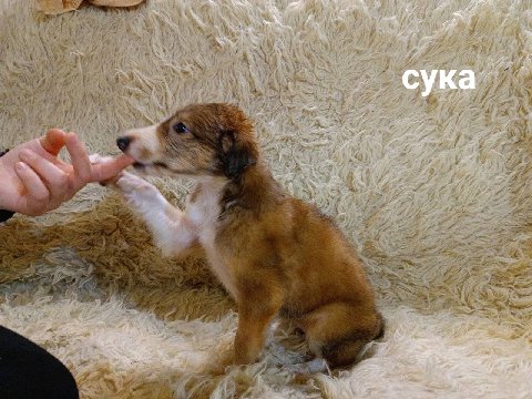 сука и-