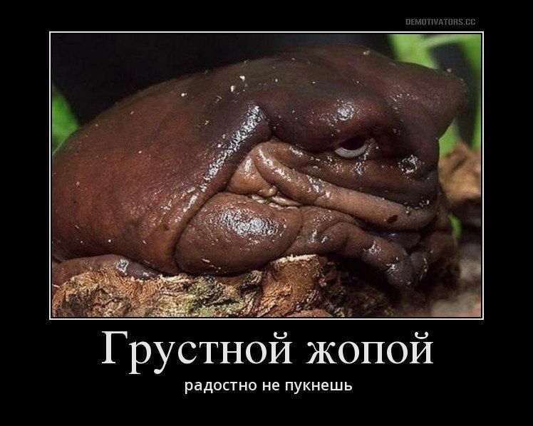я рустной жопой радосгно не пукнешь