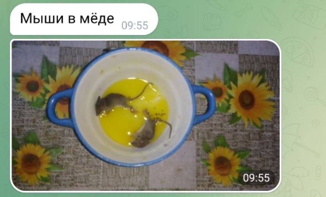 Мыши в мёде 09:55