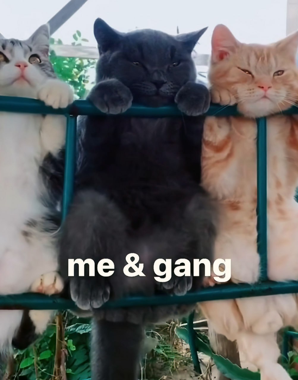 gang