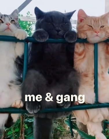 gang