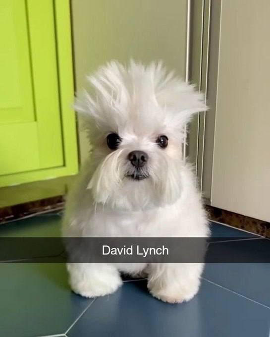 David Lynch