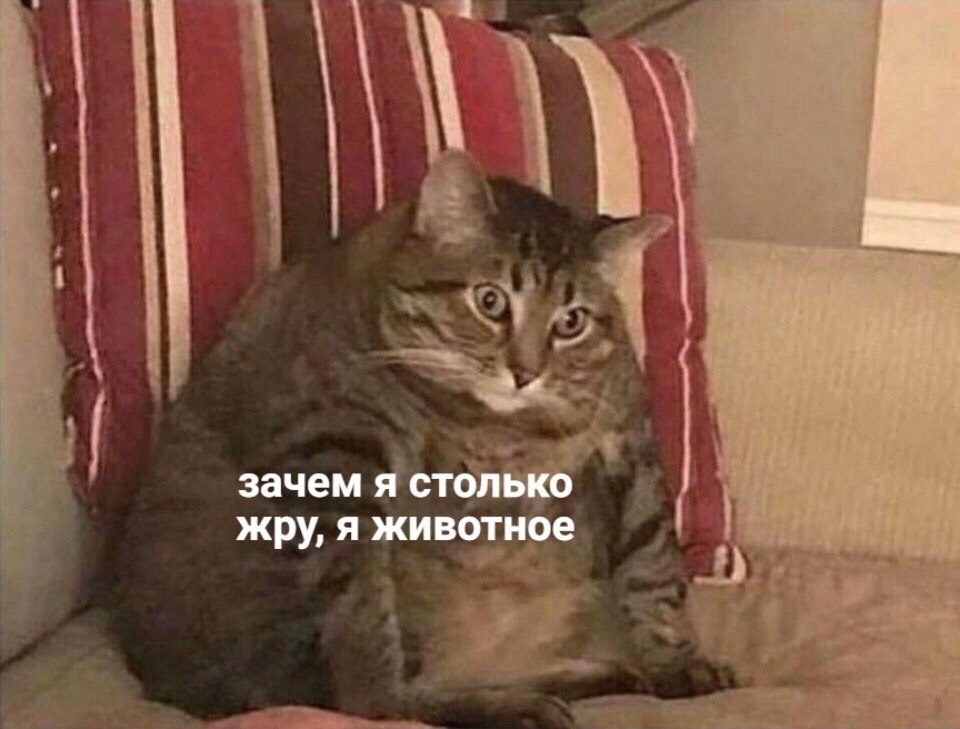 зачем я столько жру, я животное