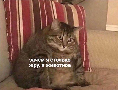 зачем я столько жру, я животное