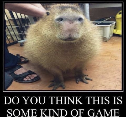 YOU THINK THIS IS SOME KIND OF GAME