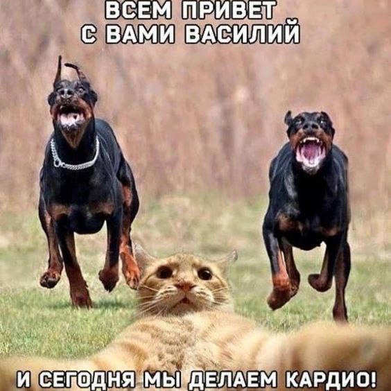 СЕМ ПРИВЕТ С ВАМИ ВАСИЛИЙ A И ДЕЛАЕМ КАРДИО!