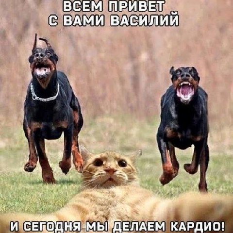 СЕМ ПРИВЕТ С ВАМИ ВАСИЛИЙ A И ДЕЛАЕМ КАРДИО!