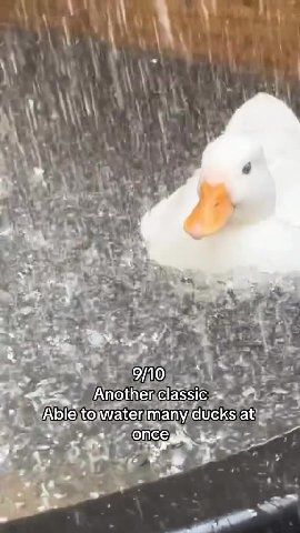 >. seems relaxing `_ |ilotslof chompsiy 9 ® Able\toiwaterimany/ducksiatige =