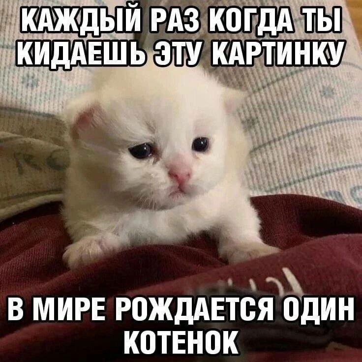 КАЖДЫЙ РАЗ КОГДА „КИДАЕШЬ ЭТУ КАРТИНКУХ В МИРЕ РОЖДАЕТСЯ ОДИН КОТЕНОК