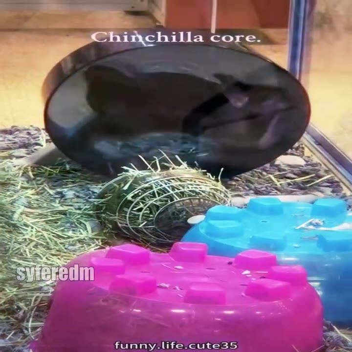 Chinchilla core