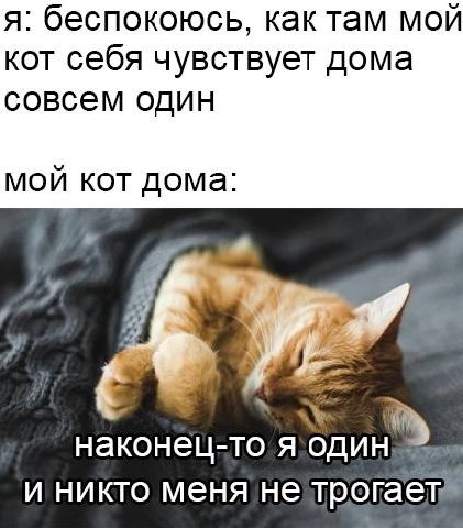 я: беспокоюсь, мой кот себя чувствует дома совсем один мой кот дома: наконец-то Я О и никто меня не трогает
