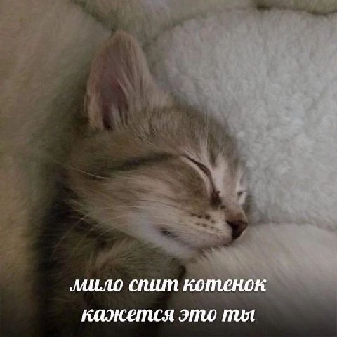 мило спит котенок кажется это пил