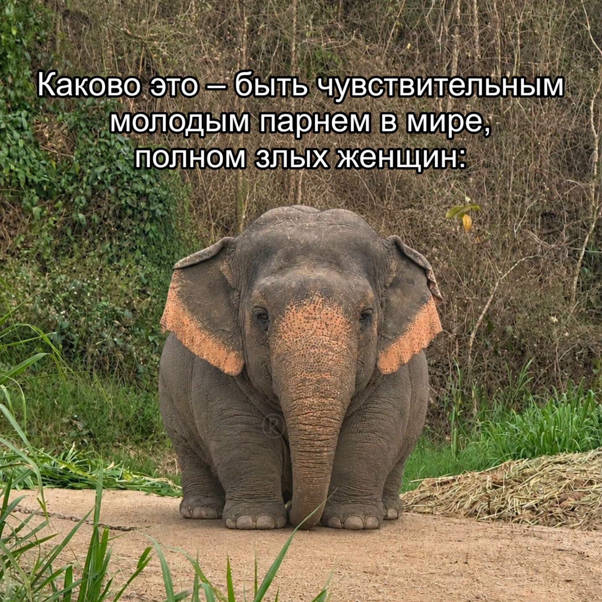 Каково это быть чувствительным Молодым парнем в мире; полном злых женщин: