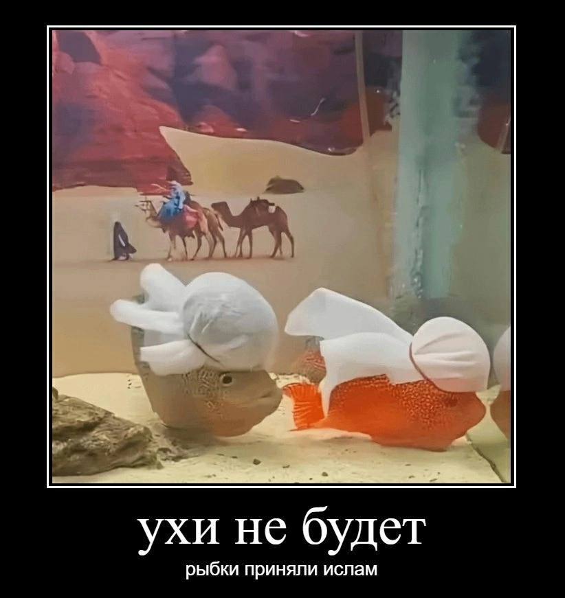 ухи не будет рыбки приняли ислам