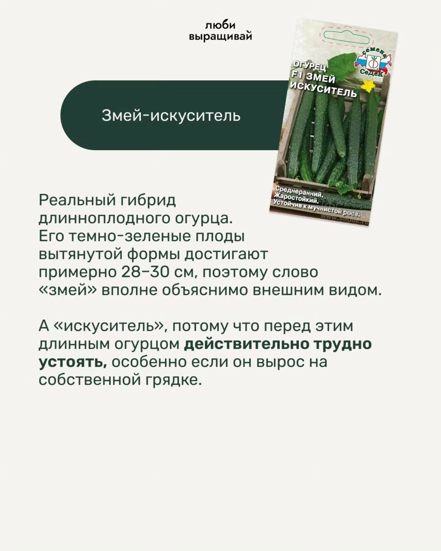 люби выращивай ЗМЕ КУСИТЕЛЬ Змей-искуситель реднеранни я Реальный гибрид Уст Ростойкий, Boe длинноплодного огурца. Его темно-зеленые плоды вытянутой формы достигают примерно 28-50 поэтому слово «змей»