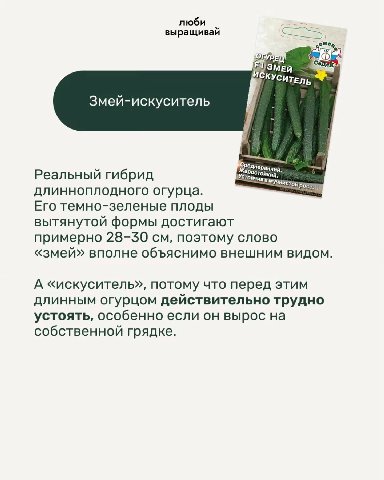 люби выращивай ЗМЕ КУСИТЕЛЬ Змей-искуситель реднеранни я Реальный гибрид Уст Ростойкий, Boe длинноплодного огурца. Его темно-зеленые плоды вытянутой формы достигают примерно 28-50 поэтому слово «змей»
