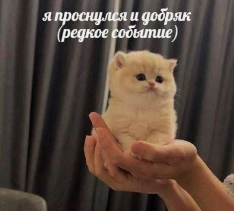 я проснулся и додряк (редкое содбитие)