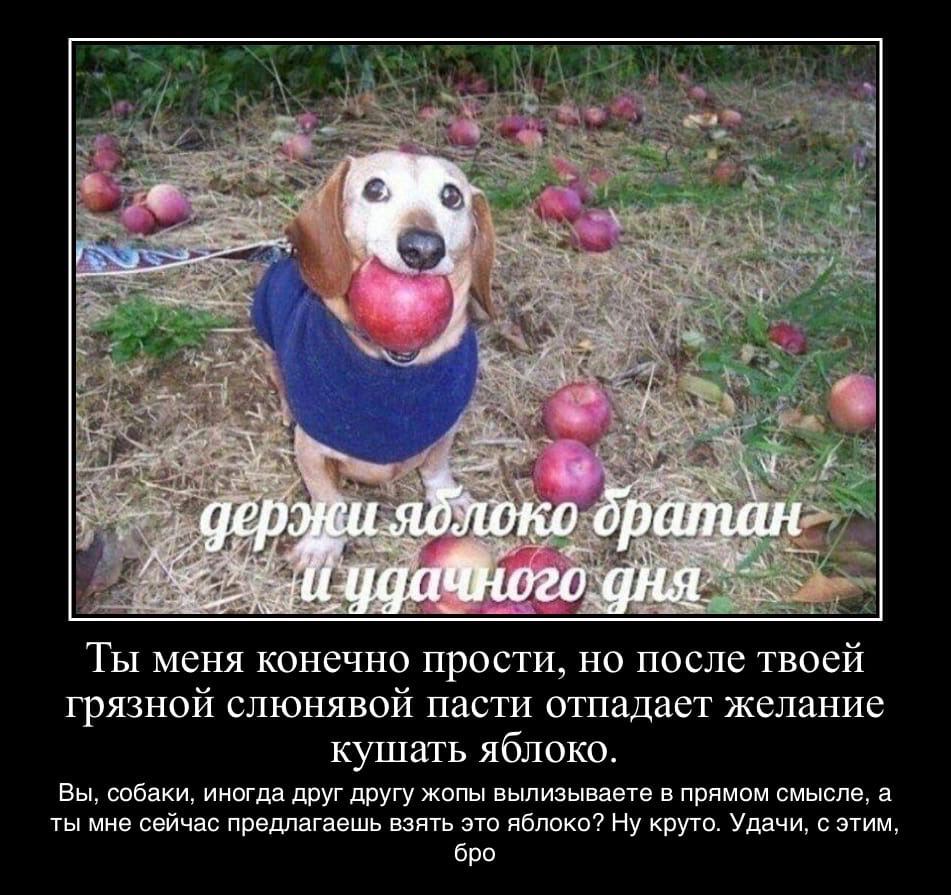i gep яблоко братан 4 Ты меня конечно прости. но после твоей грязной слюнявой пасти отпадает желание кушать яблоко. Вы. собаки. иногда друг другу жопы вылизываете в прямом смысле. а ты мне сейчас пред