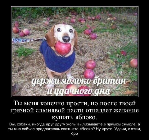 i gep яблоко братан 4 Ты меня конечно прости. но после твоей грязной слюнявой пасти отпадает желание кушать яблоко. Вы. собаки. иногда друг другу жопы вылизываете в прямом смысле. а ты мне сейчас пред