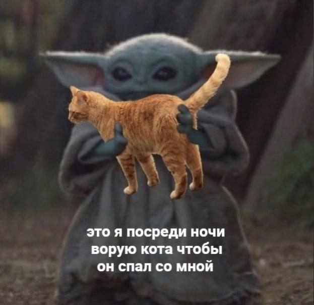 это я посреди ночи ворую кота чтобы он спал мной