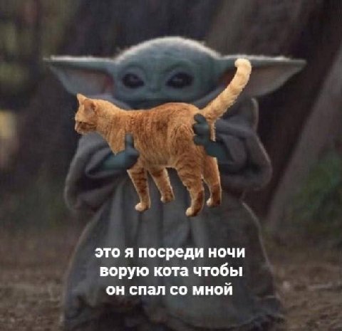 это я посреди ночи ворую кота чтобы он спал мной