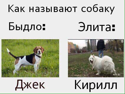 Как называют собаку Быдло: Элита* Джек Кирилл